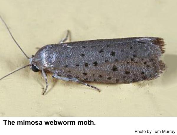 Mimosa webworm moth